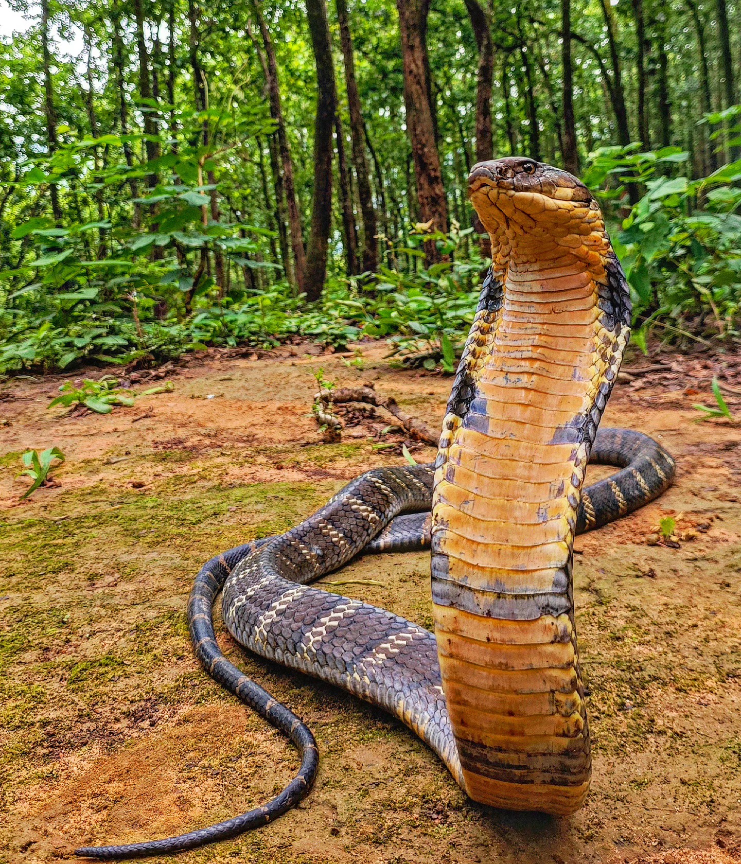 KING COBRA – વિશ્વનો સૌથી મોટો ઝેરી સાપ