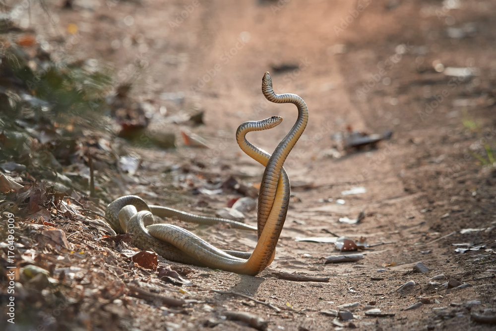 ધામણ Indian Rat Snake