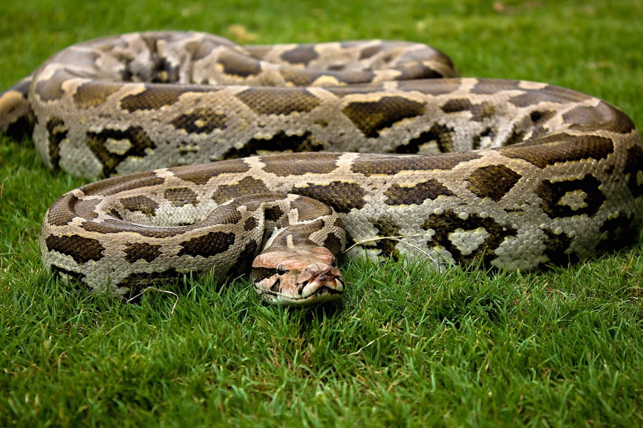 ભારતીય અજગર