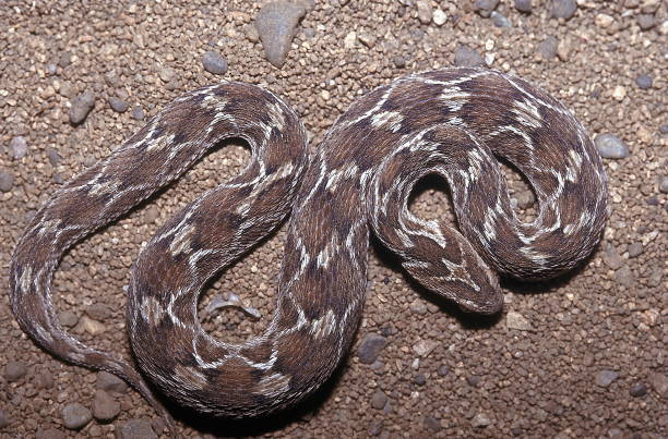 Saw-Scaled Viper