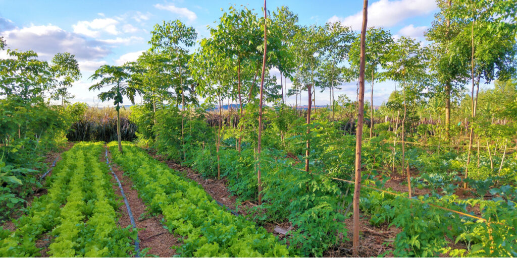 Agroforestry (એગ્રોફોરેસ્ટ્રી)