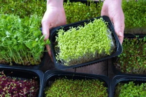 microgreens-growing-guide