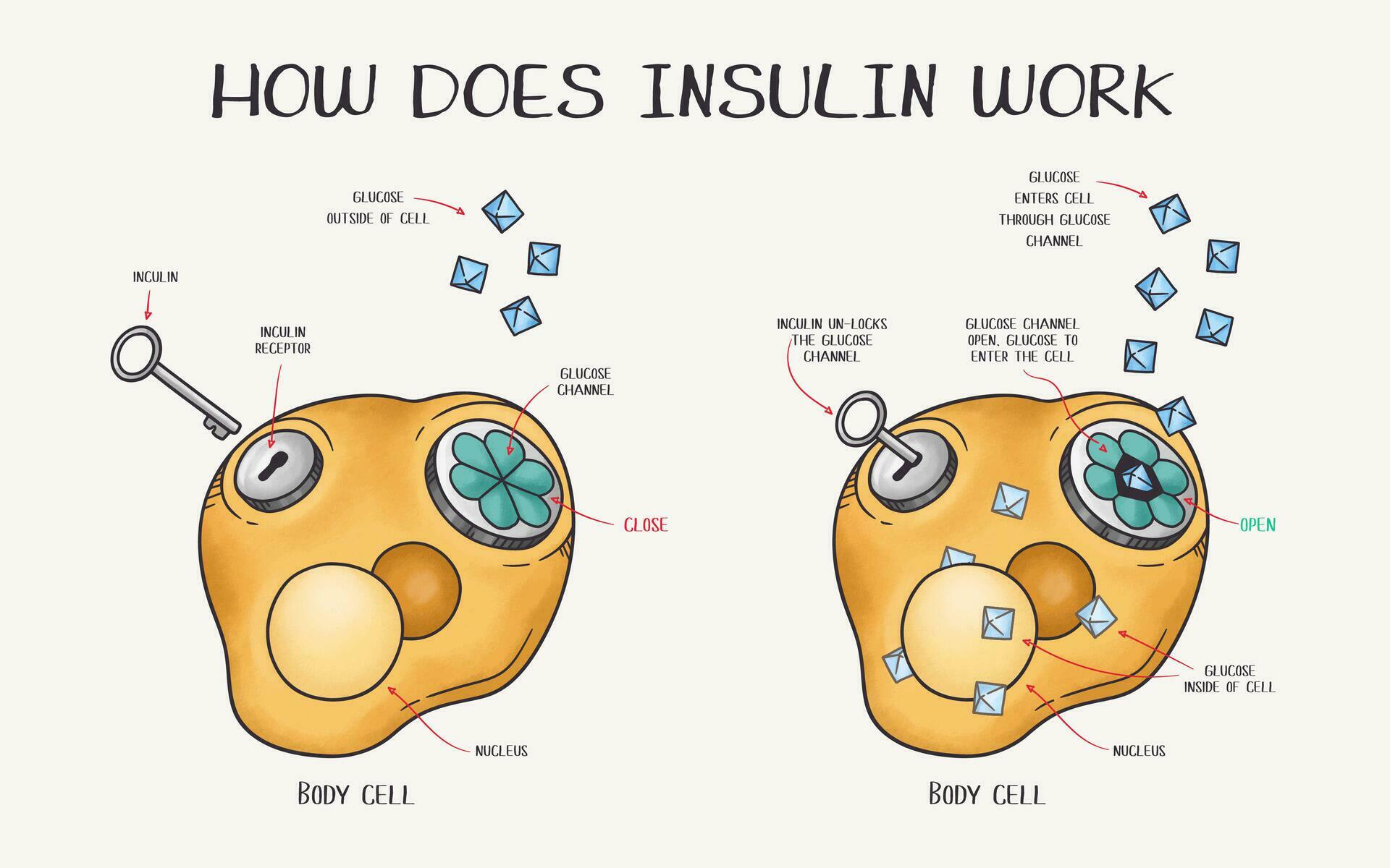 How Does Insulin Work? | Function, Role & Diabetes Guide